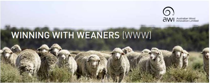 WINNING WITH WEANERS