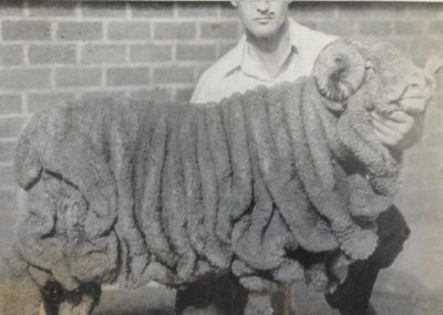 1920s wrinkle sheep