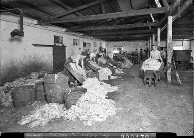 scraping the wool wool from the hides, Australian Wool Products