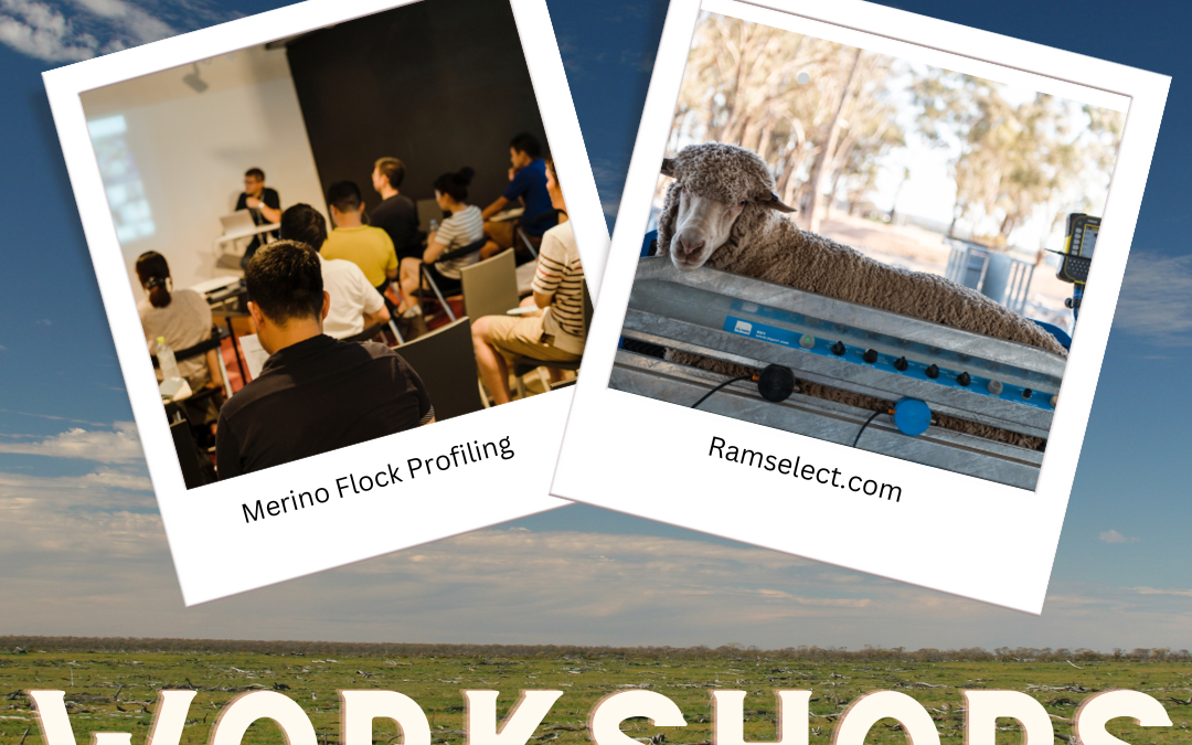 Merino Flock Profile & Ramselct.com Workshops