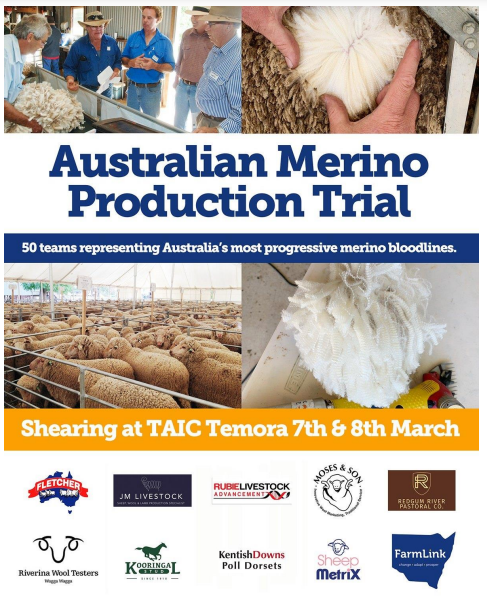 Australian Merino Production Trial Shearing