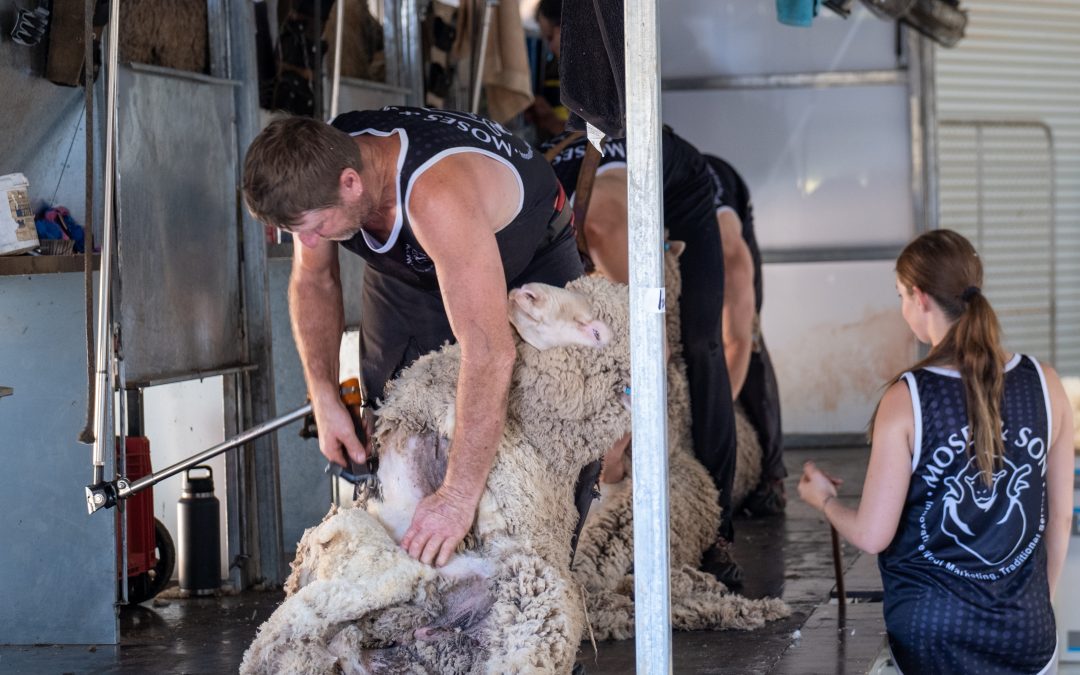 Future of Farming: Lessons from the Australian Merino Production Trial